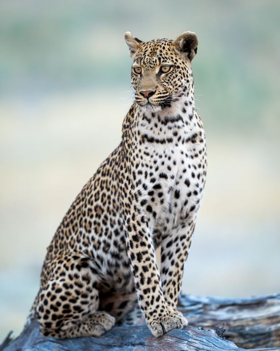 Leopard's eyesight